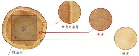 伊勢神宮 杉の構造説明